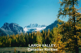 Larch Valley